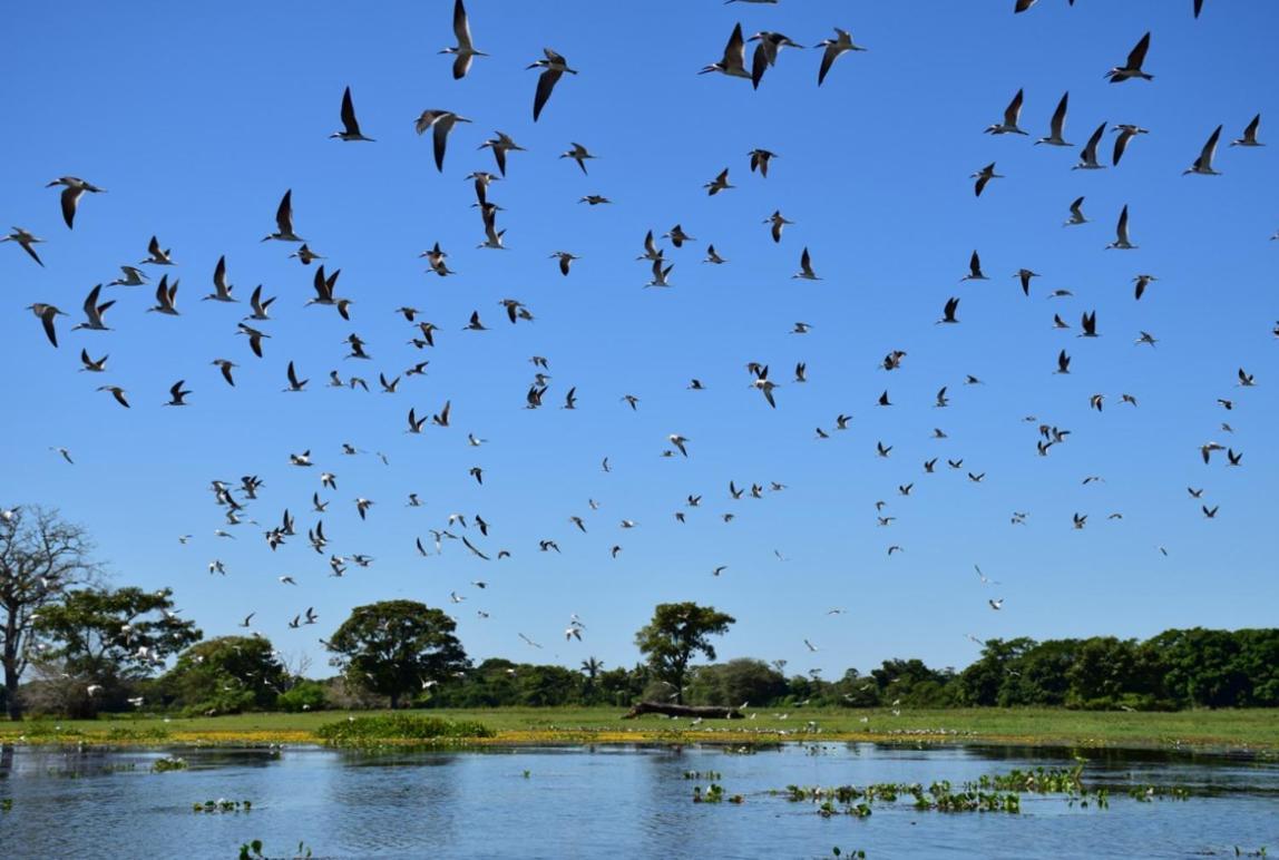 Pantanal - Pousada Sia Mariana Barao de Melgaco Luaran gambar