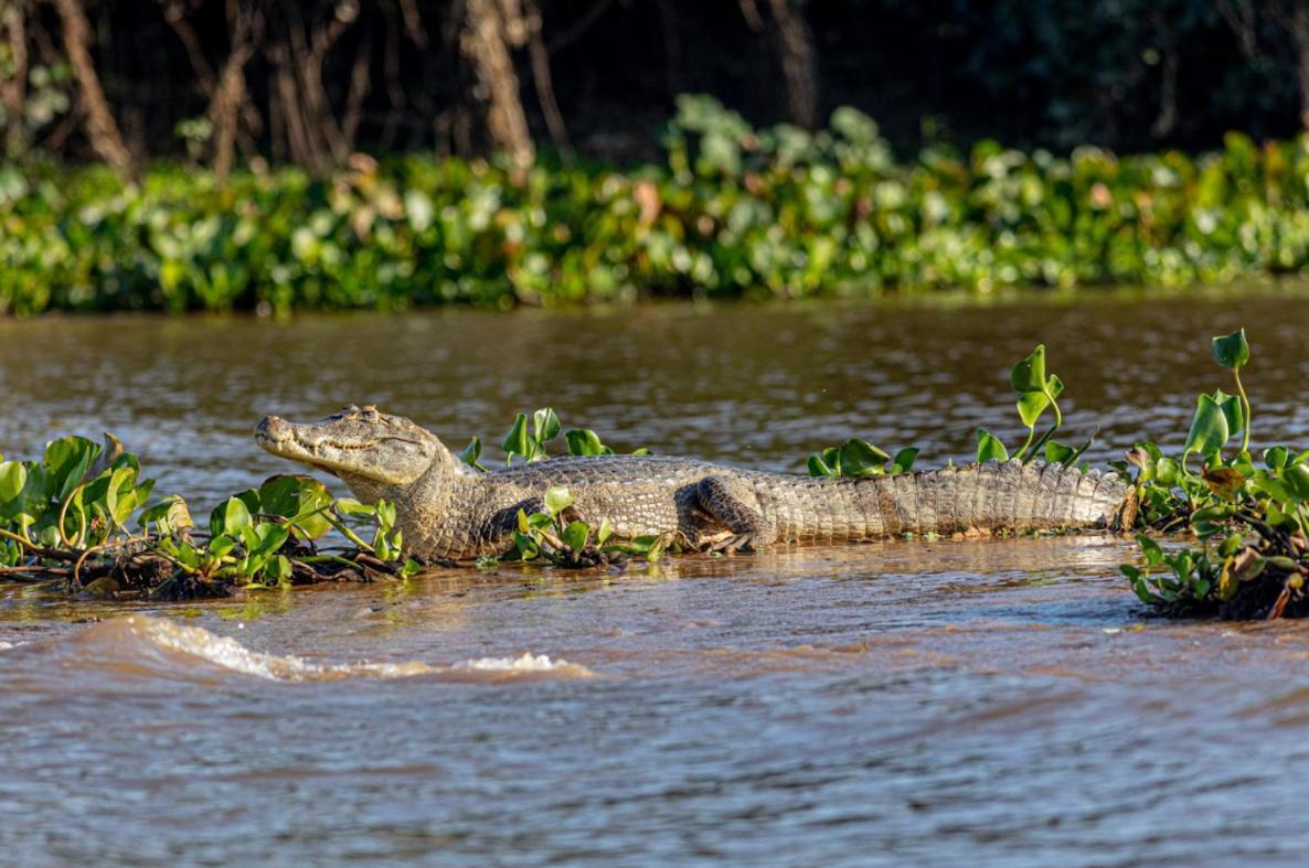 Pantanal - Pousada Sia Mariana Barao de Melgaco Luaran gambar